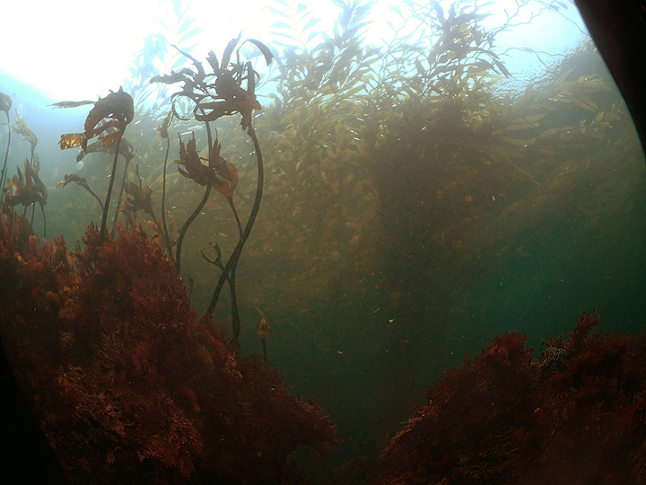sea palms and kelp extend off the rocky sea floor